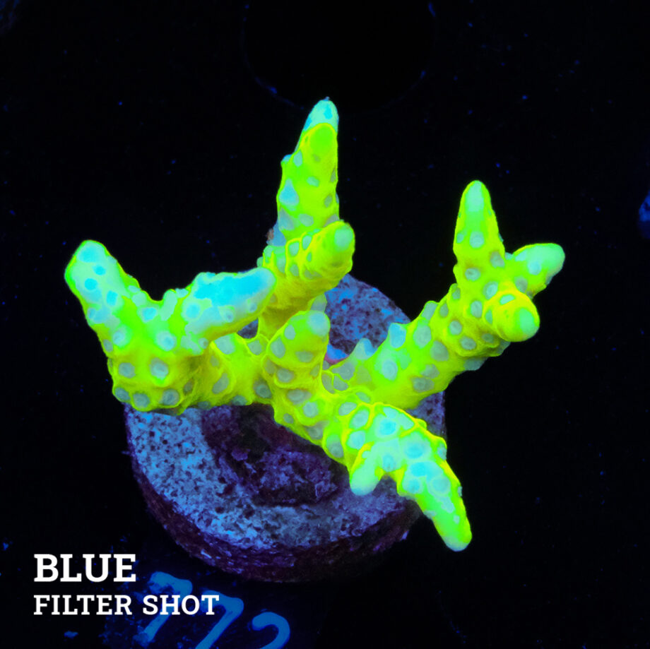 Anacropora 'Neon Green'