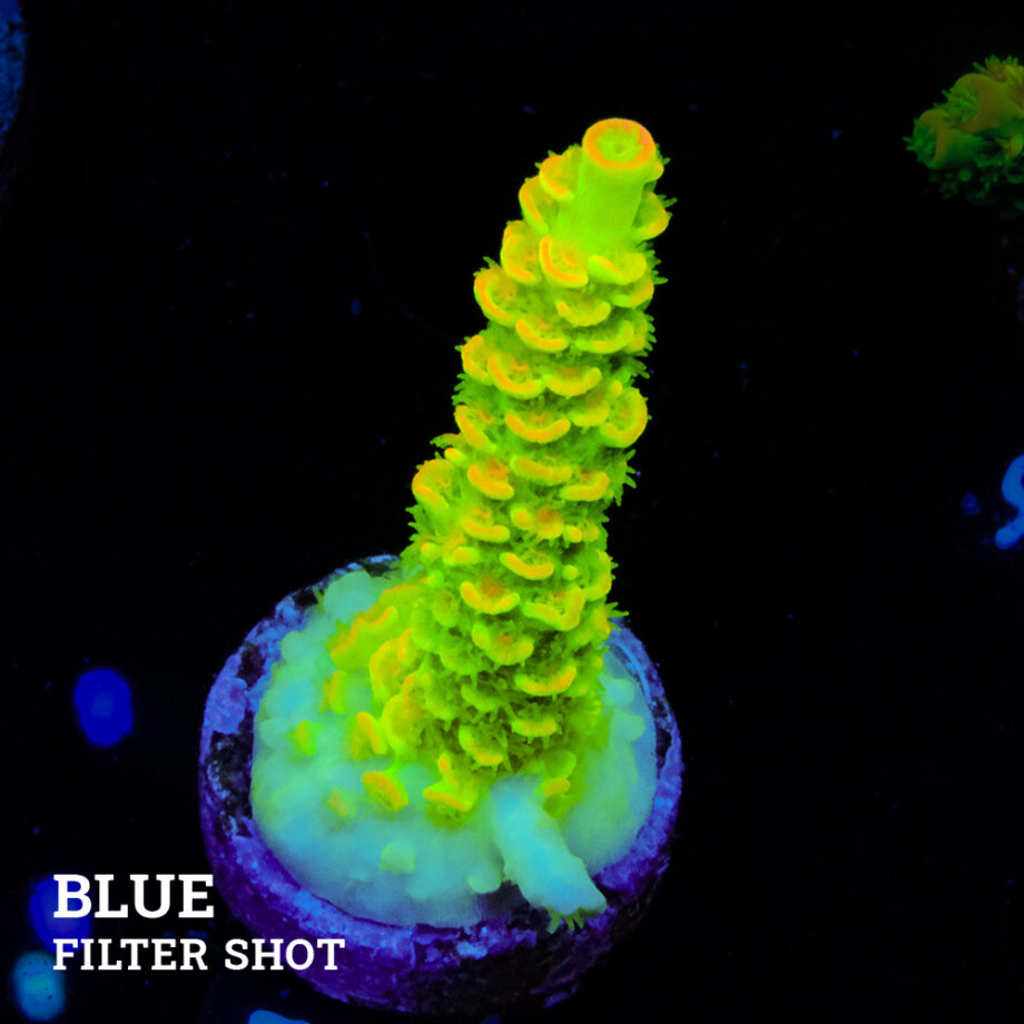 Acropora Tenuis 'Arco iris verde'