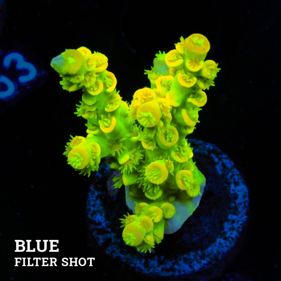 Acropora Tenuis 'Neon Green & Orange'