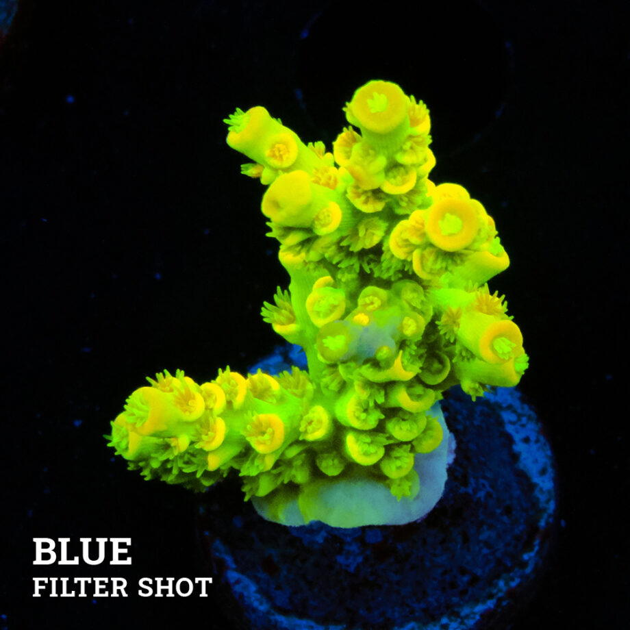 Acropora Tenuis 'Neon Green & Orange' (Verde neón y naranja)