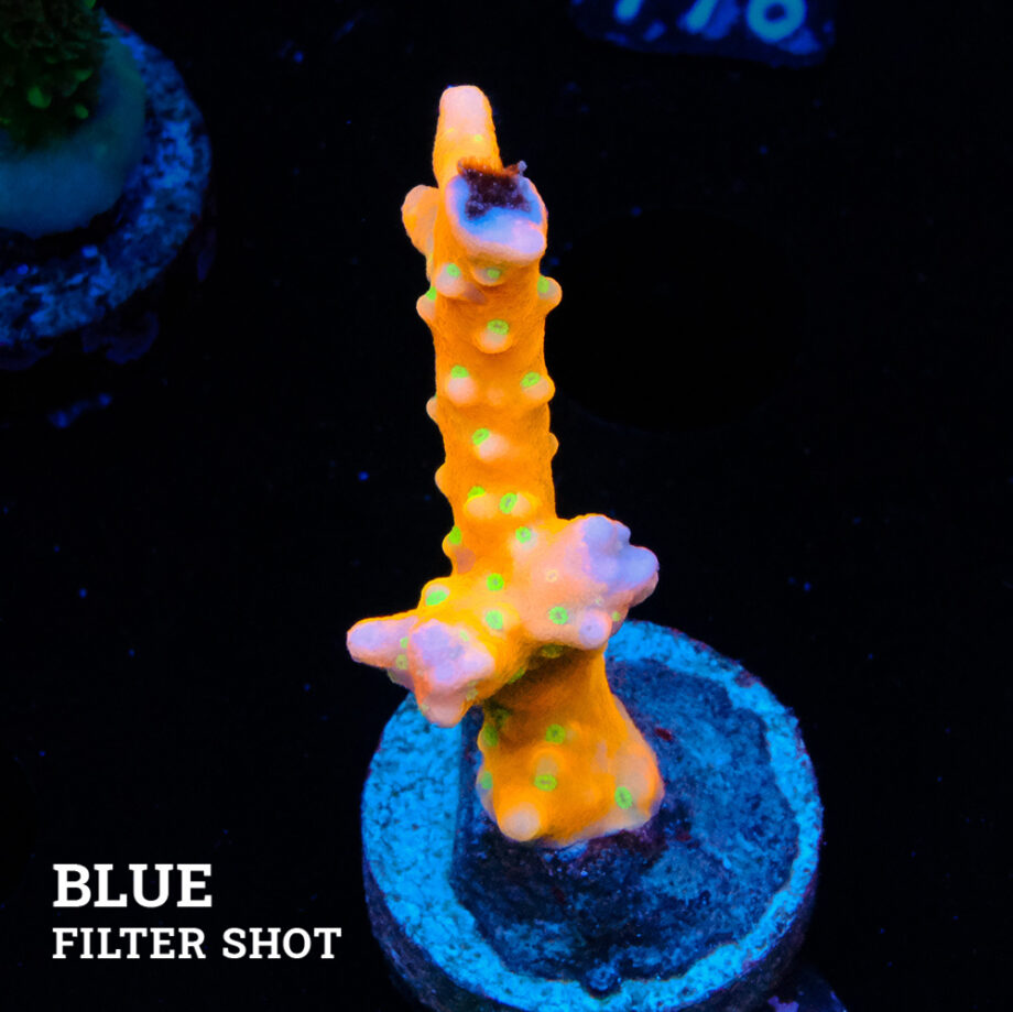 Anacropora 'Tropicana