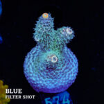 Acropora Millepora