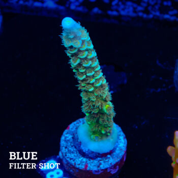 Acropora Tenuis 'Metallic Green'
