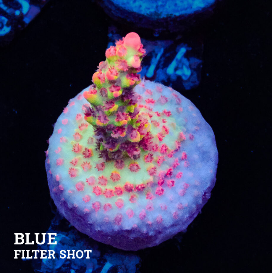 Acropora Microklados 'SSC'