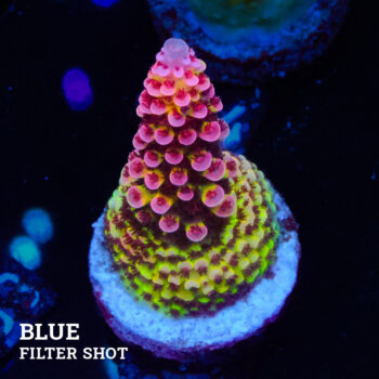 Acropora "Fluo Bicolor