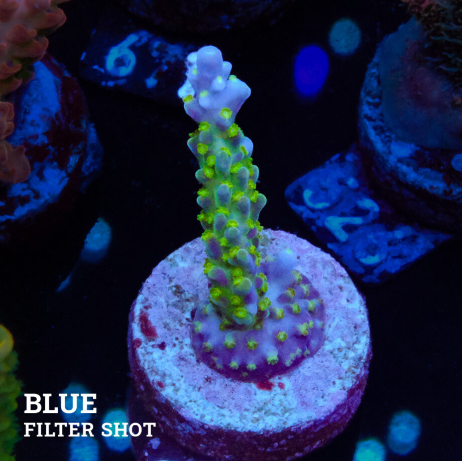 Acropora 'Blue & Green Polyps'