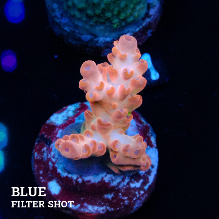 Acropora Rosaria