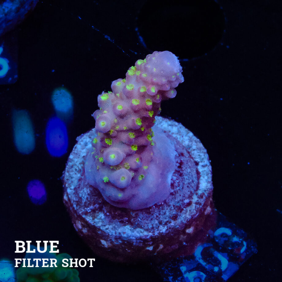 Acropora Gimmifera 'Rainbow' (Arco iris)