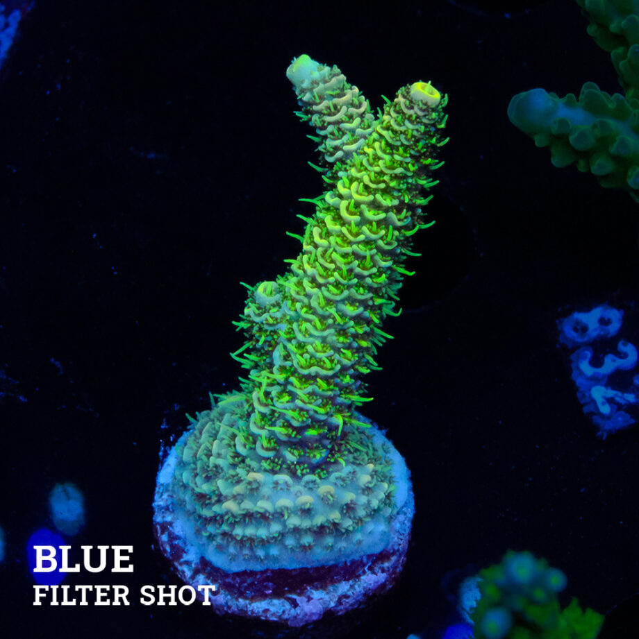 Acropora Millepora