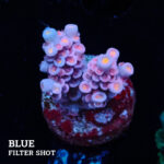 Acropora Tenuis 'Pink'