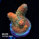 Acropora Millepora 'Orange'
