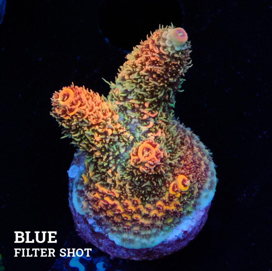 Acropora Millepora 'Orange