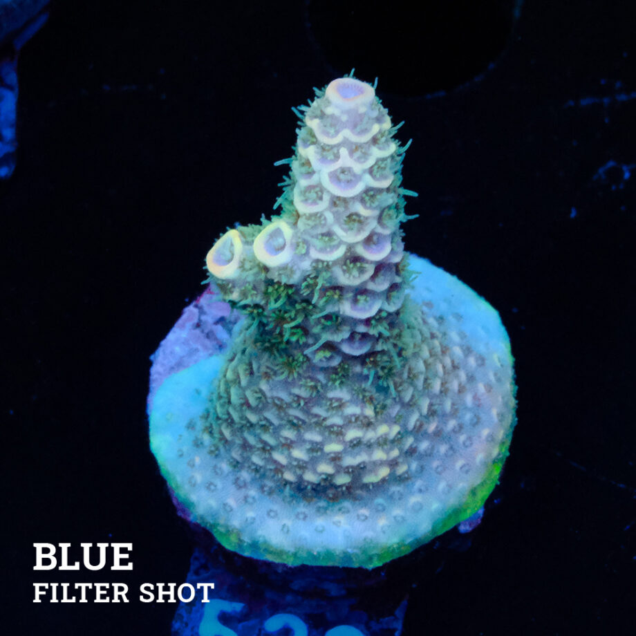 Acropora Millepora