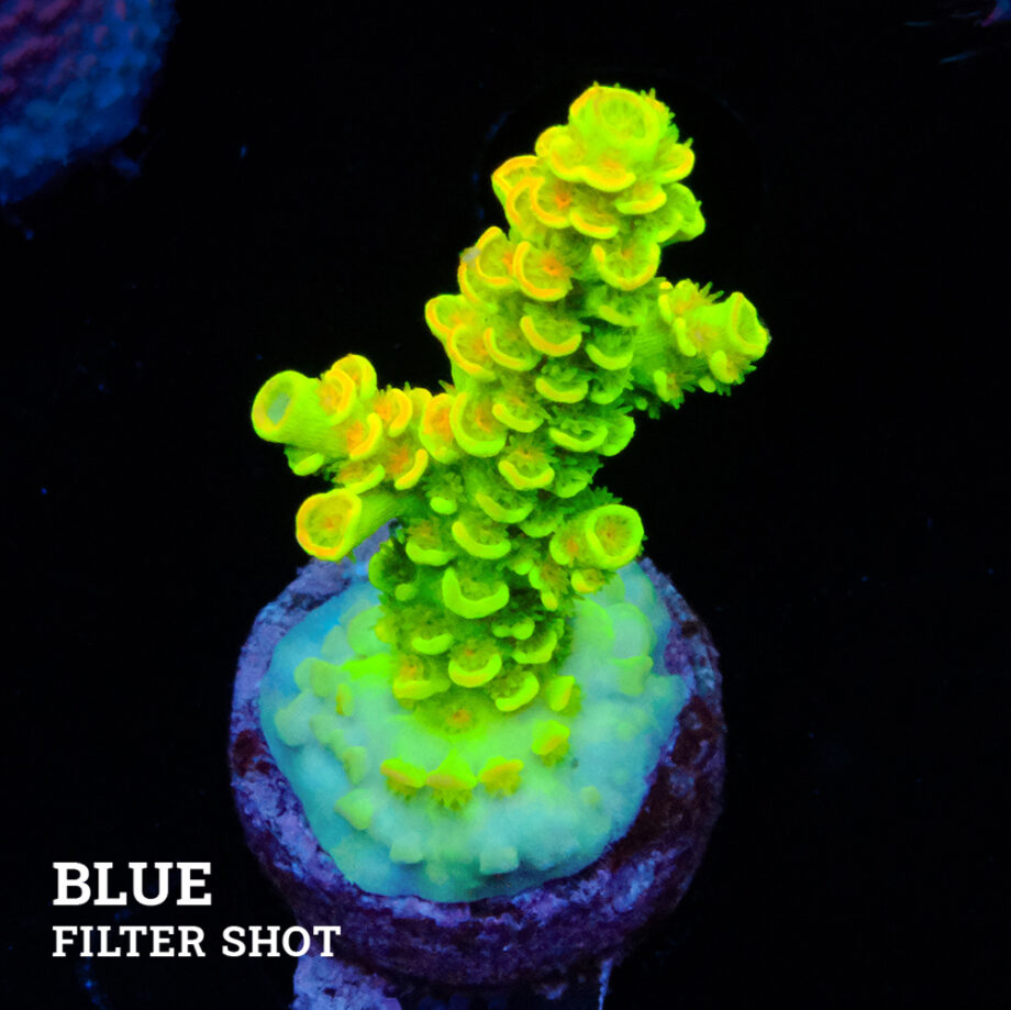 Acropora tenuis 'Green Rainbow'