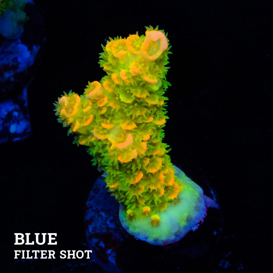 Acropora tenuis 'Green & Orange'