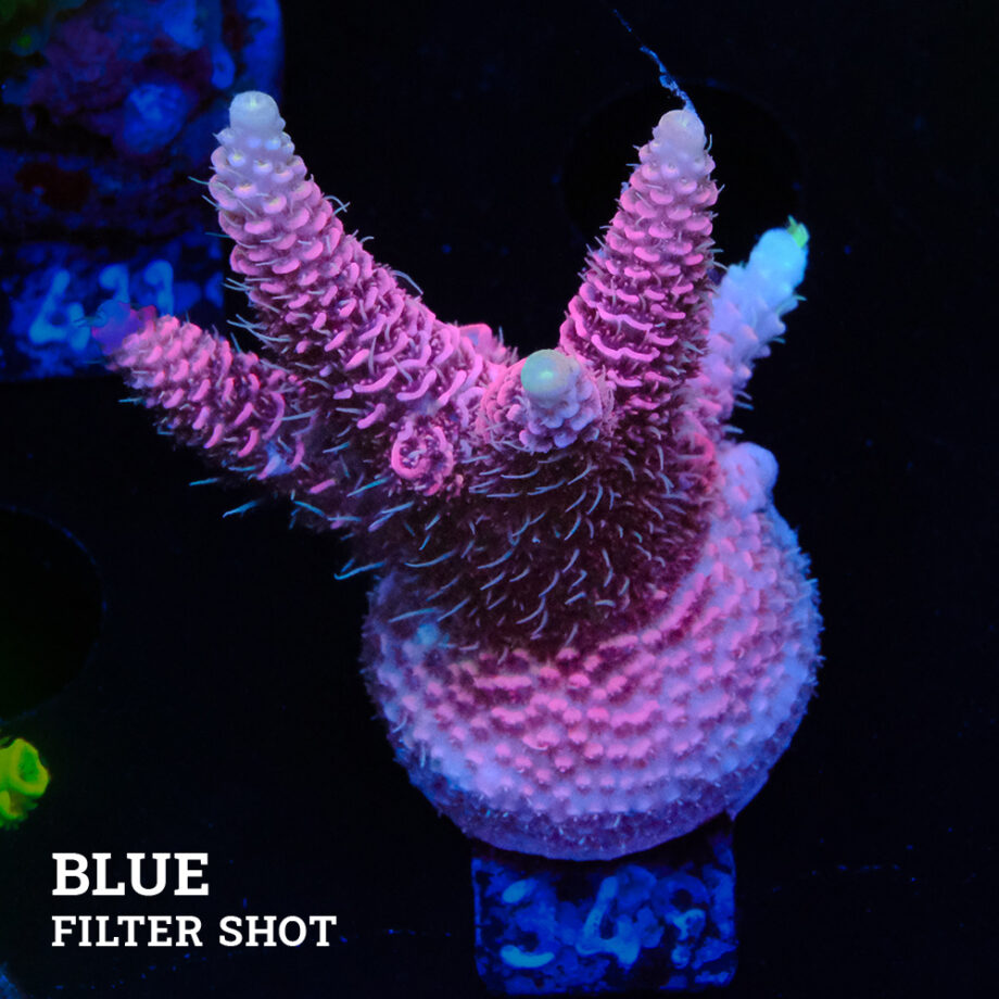 Acropora Millepora 'Pink'