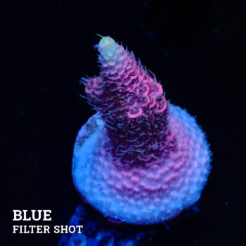 Acropora Millepora 'Snowy Mountain' (Montaña nevada)