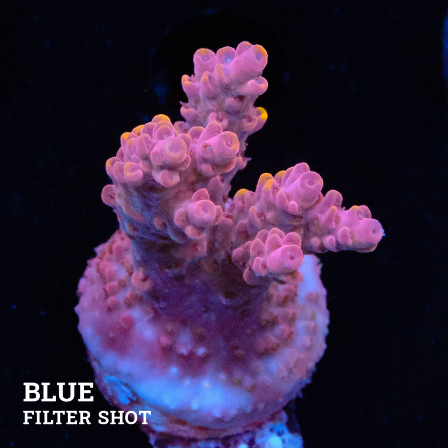 Acropora Rosaria 'Orange Tips'