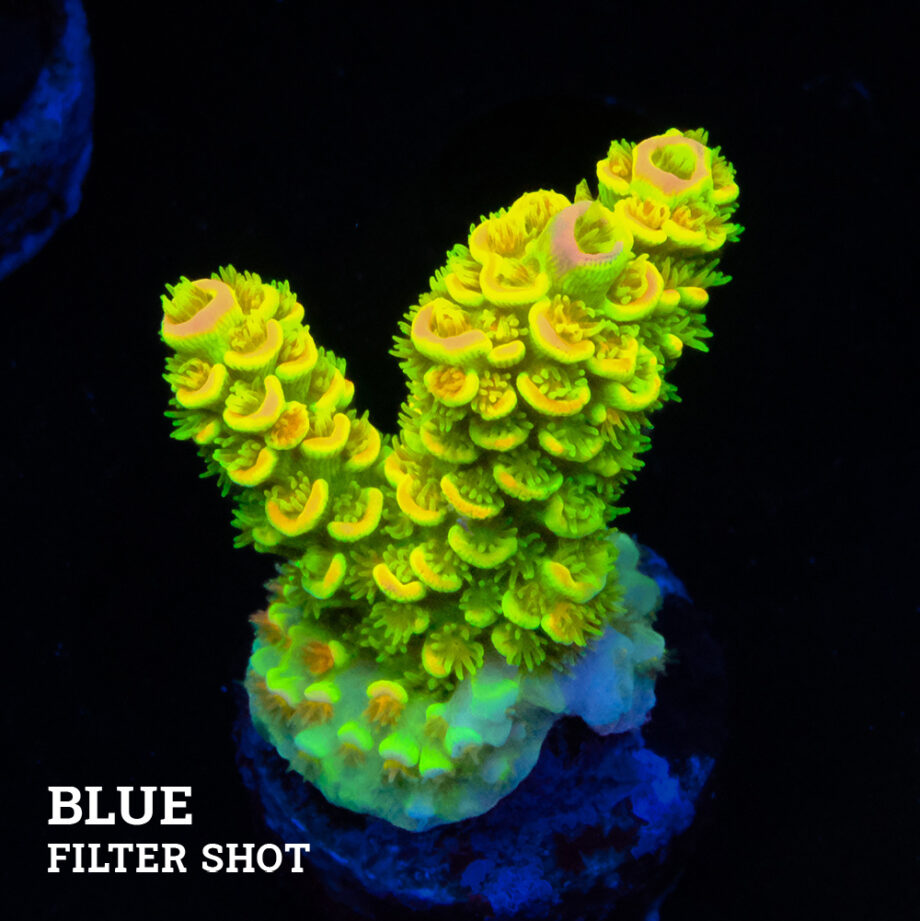 Acropora tenuis 'Green Rainbow'