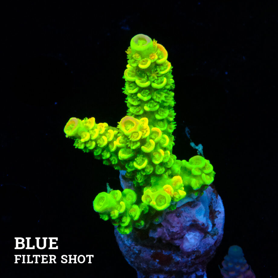 Acropora tenuis 'Neon Green'