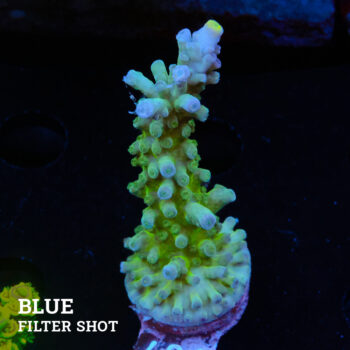 Acropora 'Rainbow Tort'