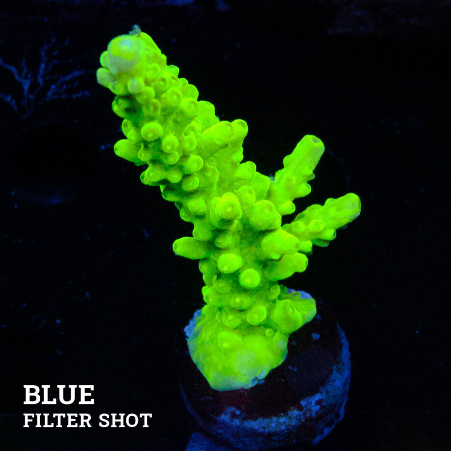 Acropora Austera 'Neon