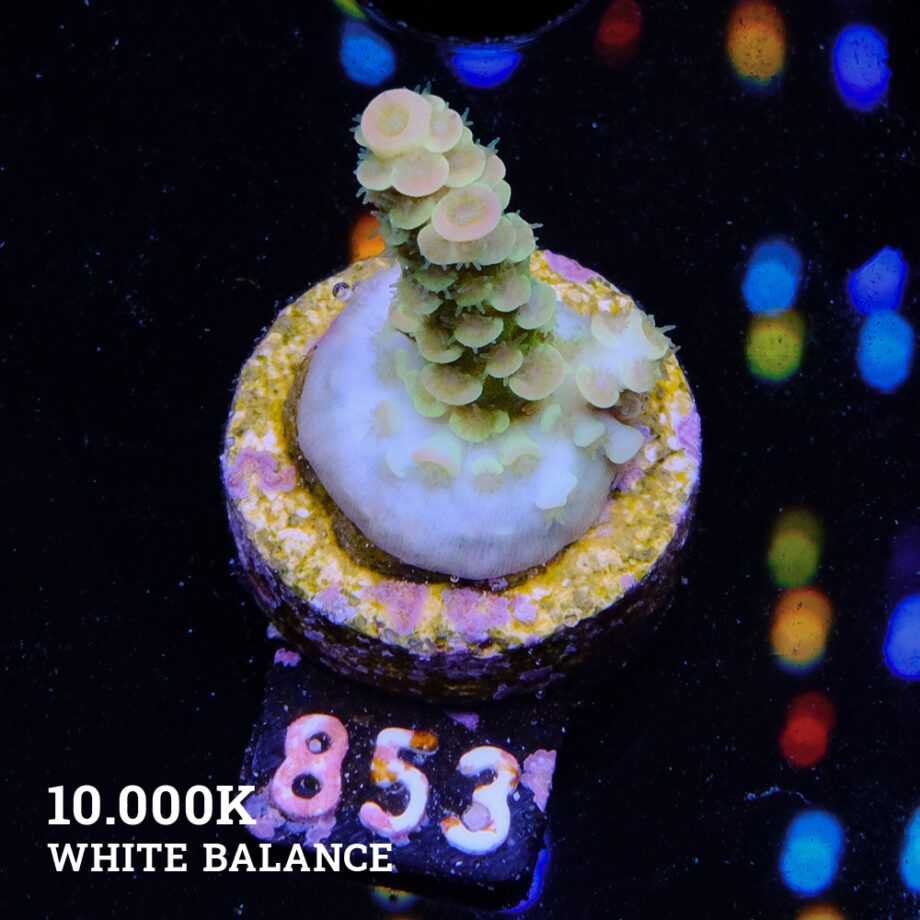 Acropora tenuis 'Green Rainbow'