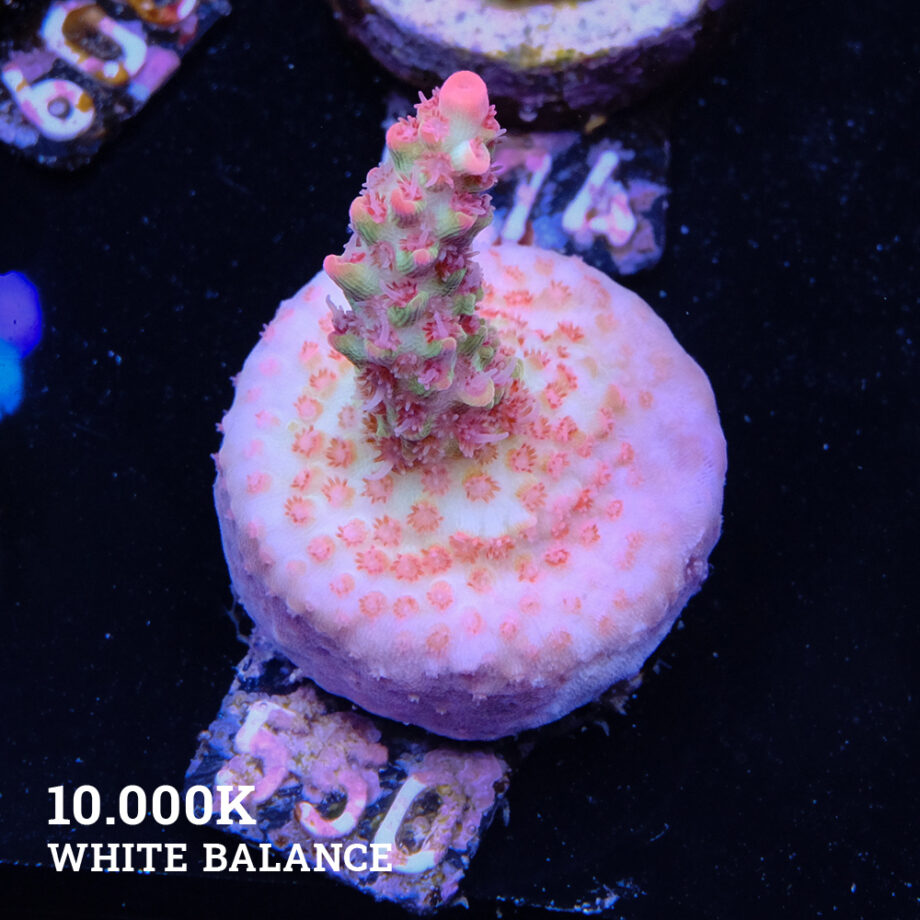 Acropora Microklados 'SSC'
