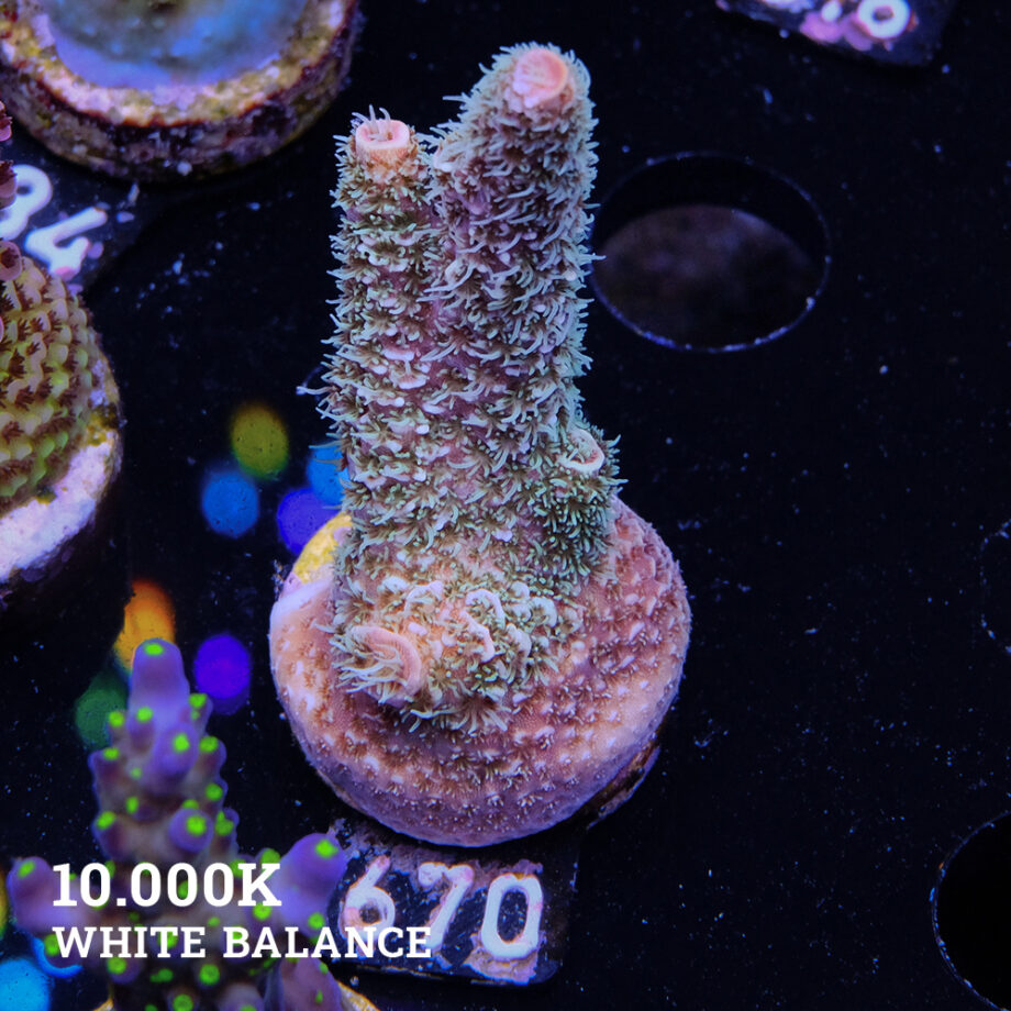 Acropora Millepora