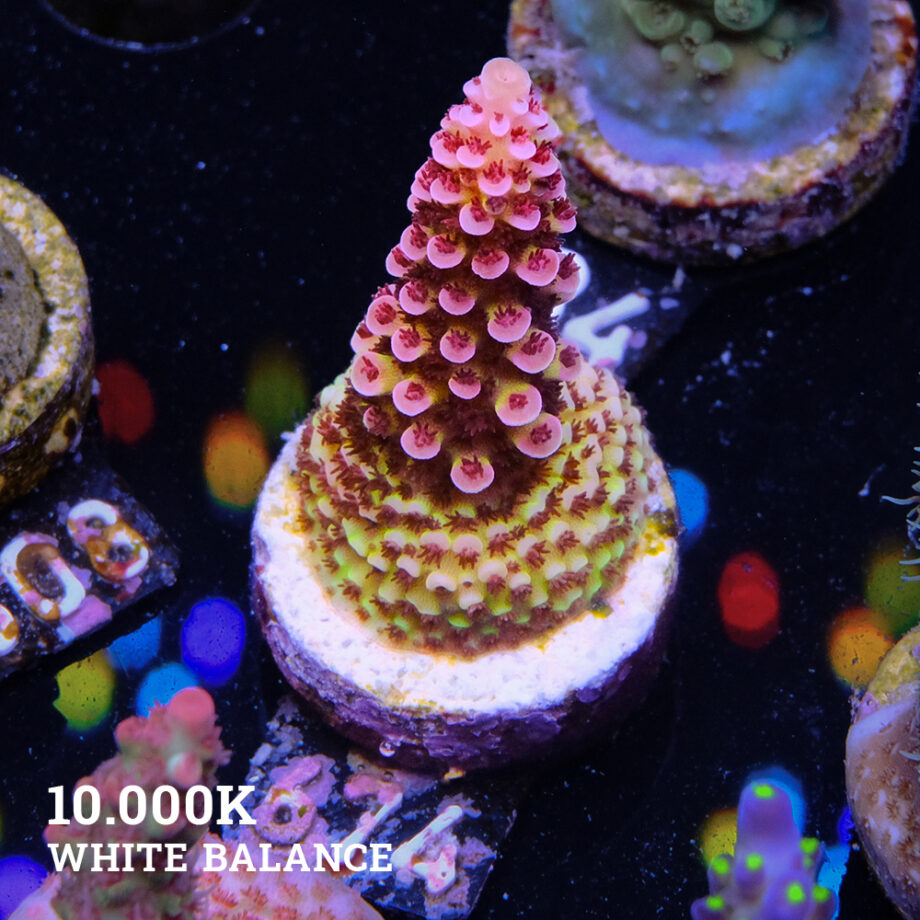 Acropora "Fluo Bicolor