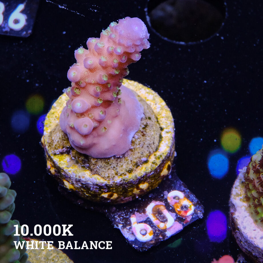 Acropora Gimmifera 'Rainbow' (Arco iris)