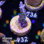 Acropora 'Blue & Green Polyps'