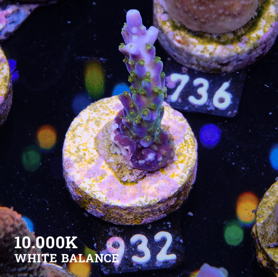 Acropora 'Blue & Green Polyps'