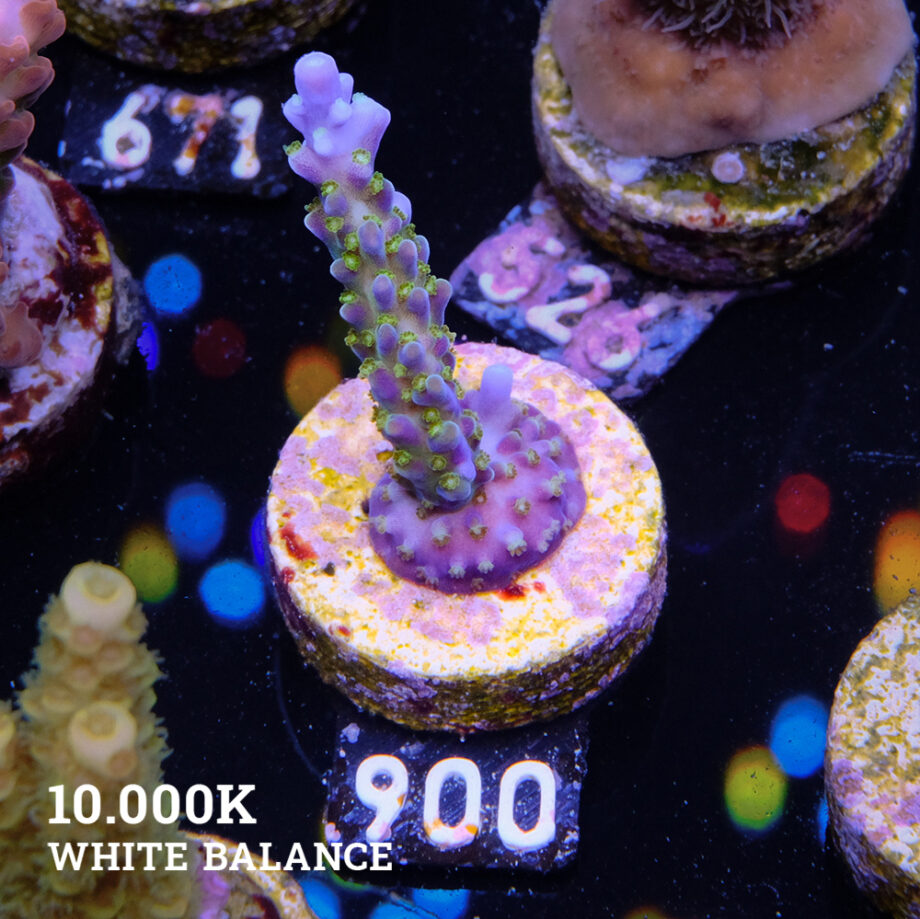 Acropora 'Blue & Green Polyps'