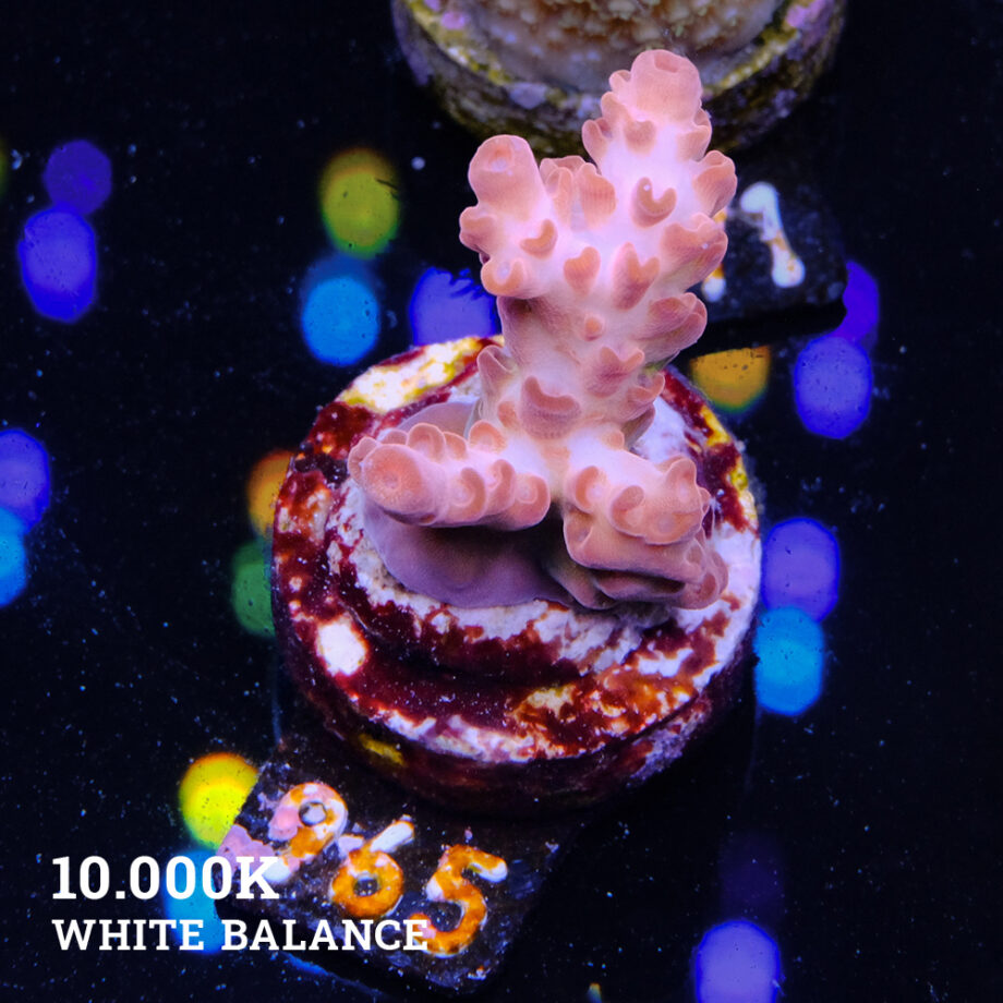 Acropora Rosaria