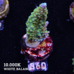 Acropora Chesterfieldensis
