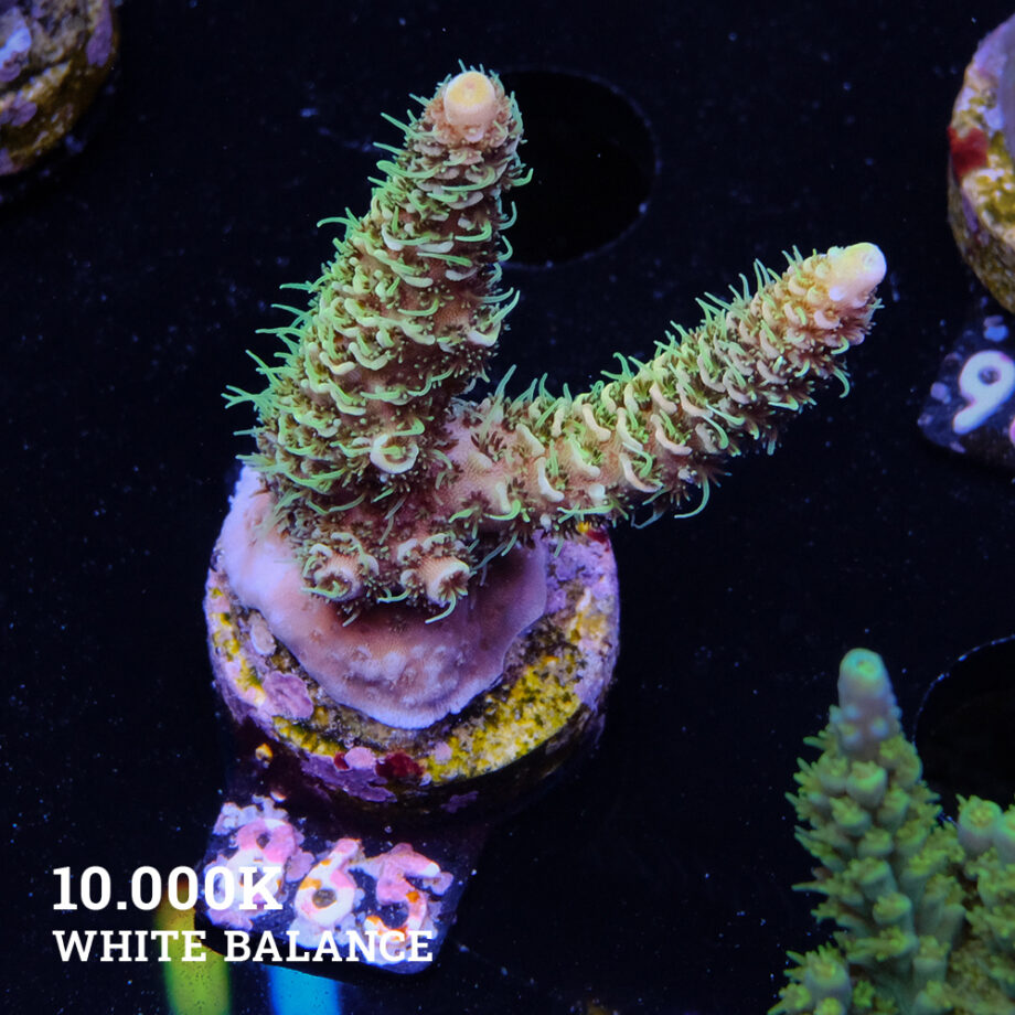 Acropora Millepora