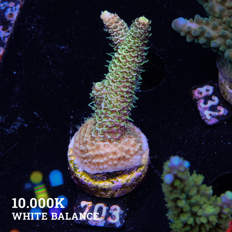 Acropora Millepora