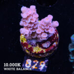 Acropora Tenuis 'Pink'