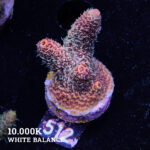Acropora Millepora 'Orange'