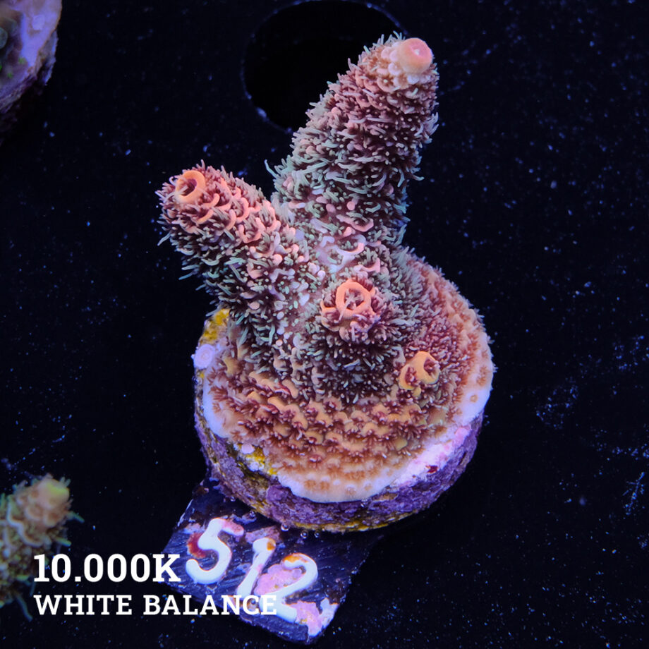 Acropora Millepora 'Orange
