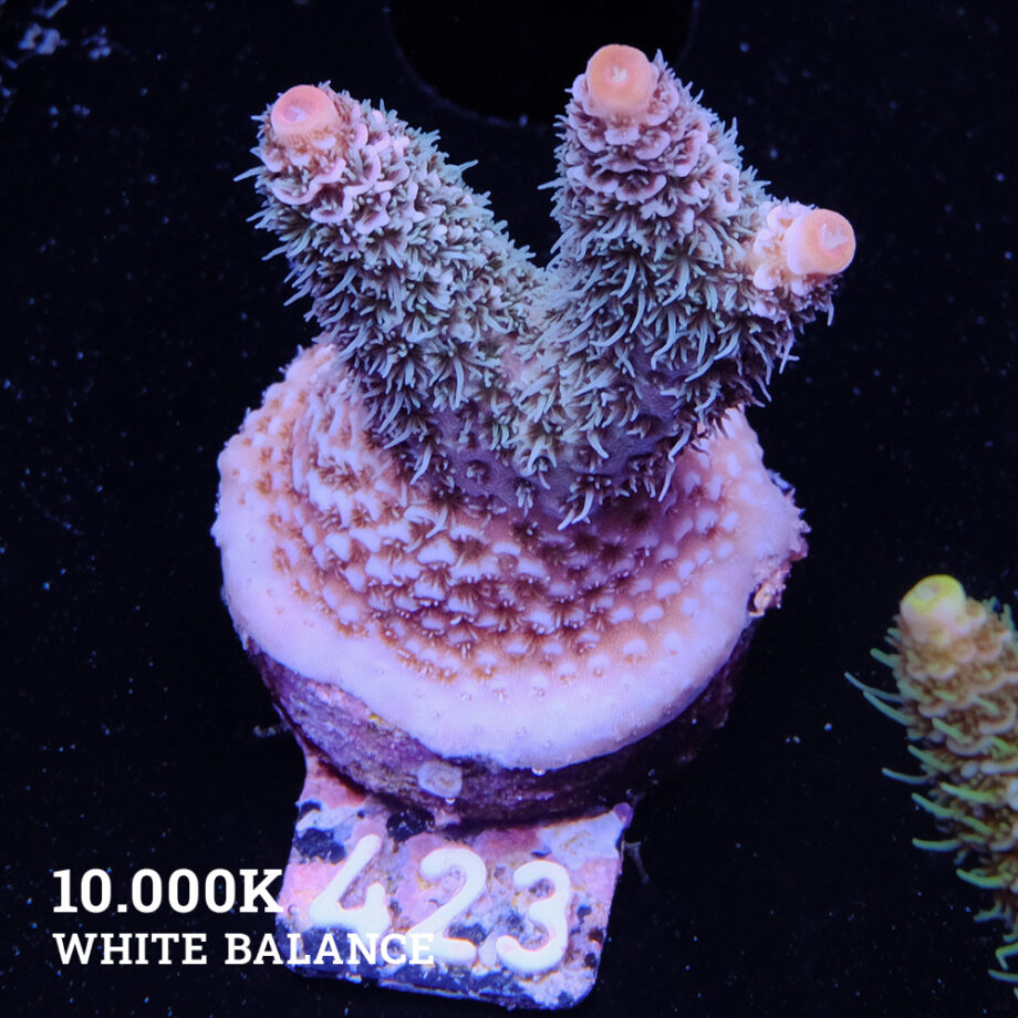 Acropora Millepora