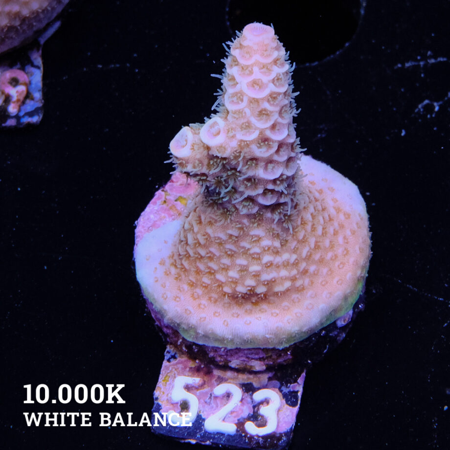 Acropora Millepora