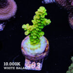 Acropora tenuis 'Green Rainbow'