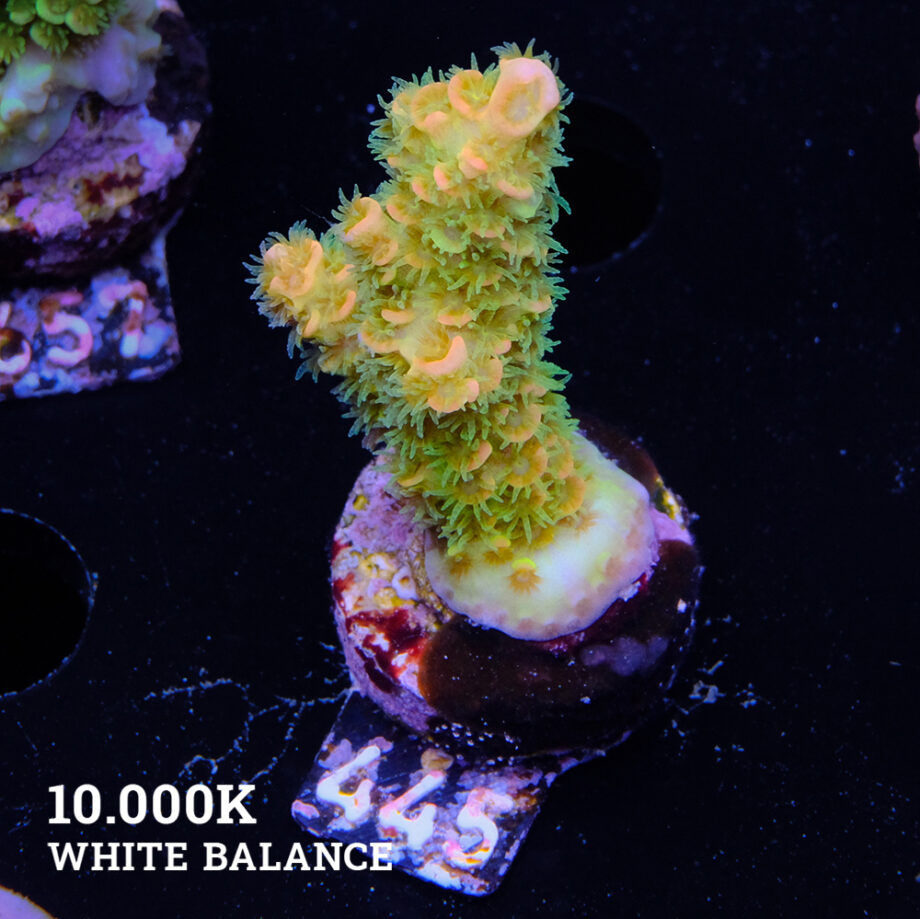 Acropora tenuis 'Green & Orange'