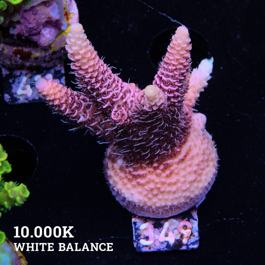 Acropora Millepora 'Pink'