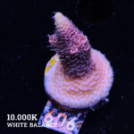 Acropora Millepora 'Snowy Mountain'