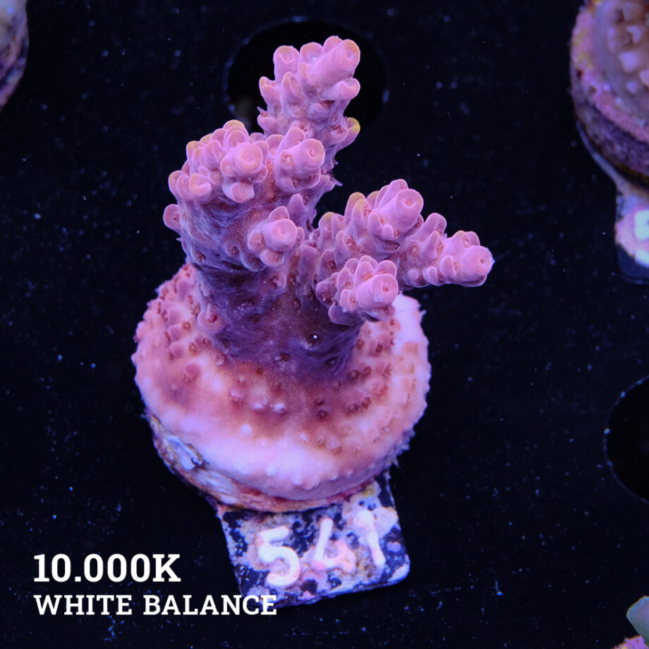 Acropora Rosaria 'Orange Tips'