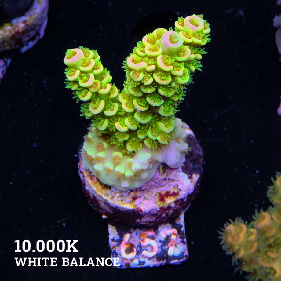 Acropora tenuis 'Green Rainbow'