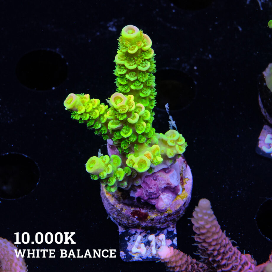 Acropora tenuis 'Neon Green'